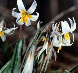 Spring Creek Preserve January, February schedule