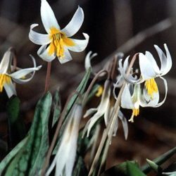 Spring Creek Forest Preserve offers fun, informative activities