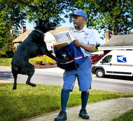 Garland 10th worst for dog bites of USPS letter carriers